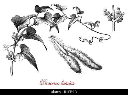 Gravure botanique Vintage chinois d'igname sauvage, les fleurs dégagent un parfum de Cannelle riche, les tubercules sont comestibles Banque D'Images