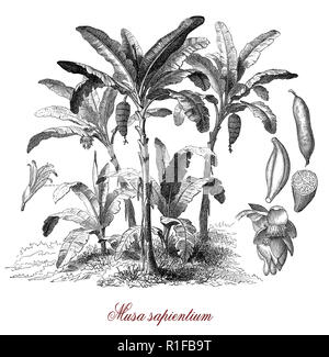 Plant de banane est une plante herbacée, qui a produit des baies comestibles en grappes protégées par un peel, appelées bananes douces et courbes allongées avec soft riche flash de l'amidon, gravure d'époque Banque D'Images