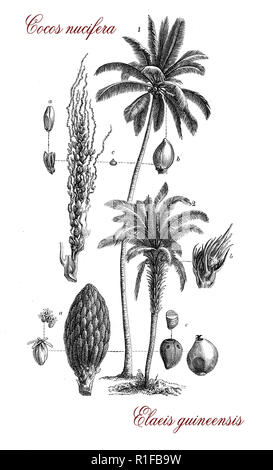 Gravure botanique vintage d'Elaeis guineensis, palm originaire d'Afrique, les fruits sont utilisés pour la production d'huile de palme Banque D'Images