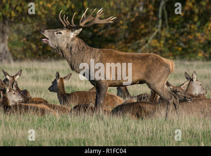 Red Deer stag beuglant, pendant le rut, Curvus elaphus, l'abbaye de Fountains, North Yorkshire, England, UK Banque D'Images