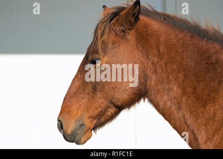 Les poneys sauvages sur Assateague Island Banque D'Images