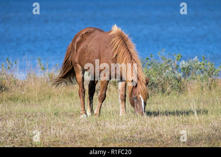 Les poneys sauvages sur Assateague Island Banque D'Images