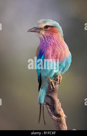 Lilac-breasted Roller Banque D'Images