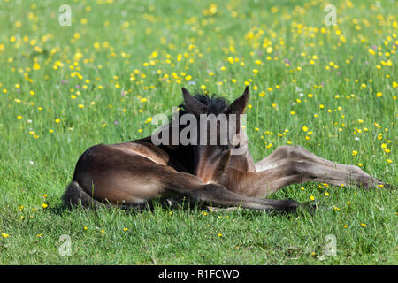 Pattes dégingandé poulain se reposant dans un pré plein de renoncules, England, UK Banque D'Images