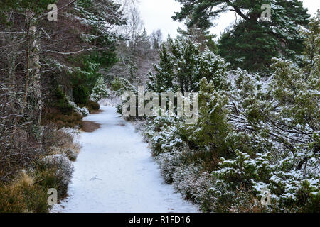 Promenade dans la forêt hiver neige, Rothiemurchus, près d'Aviemore, région des Highlands, Ecosse Banque D'Images