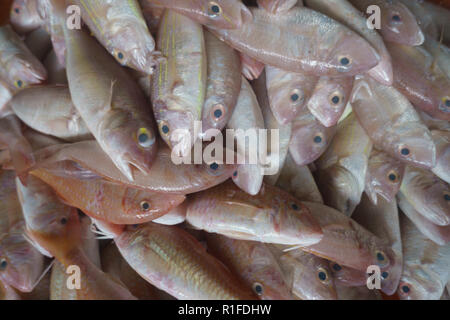 Gros plan d'une variété de fruits de mer frais au marché aux poissons. Banque D'Images