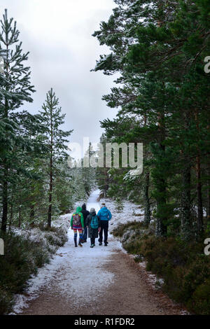 Promenade dans la forêt hiver neige, Rothiemurchus, près d'Aviemore, région des Highlands, Ecosse Banque D'Images