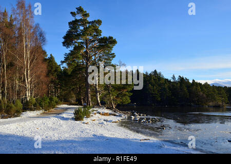 Loch an Eilein forêt à pied en hiver la neige, Rothiemurchus, près d'Aviemore, région des Highlands, Ecosse Banque D'Images