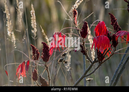 Dynamique coloré feuilles sur un plant de sumac à l'automne en Lettonie. Le sumac à feuilles rouges. Banque D'Images