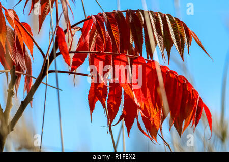 Dynamique coloré feuilles sur un plant de sumac à l'automne en Lettonie. Le sumac à feuilles rouges. Le sumac sur fond bleu du ciel. Banque D'Images