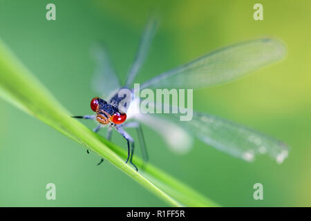 Demoiselle aux yeux rouges, Erythromma najas Banque D'Images