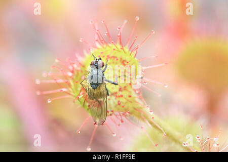 Le rossolis (Drosera rotundifolia) se nourrissent d'une mouche (Thricops semicinereus) Banque D'Images