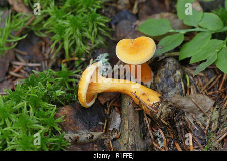 Hygrophoropsis aurantiaca, communément appelé le faux chanterell Banque D'Images