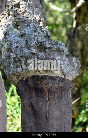 Plan macro sur le chêne-liège récolté fût de l'arbre tronc d'un arbre Quercus suber dans le nord de la Sardaigne à l'automne Banque D'Images