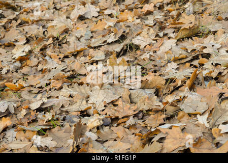 Automne feuilles de chêne tombée au sol Banque D'Images