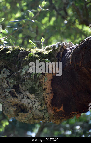 Chêne-liège vieux tronc de l'arbre couvert de mousse et de fougère, récoltés tronc d'un arbre Quercus suber dans le nord de la Sardaigne à l'automne Banque D'Images