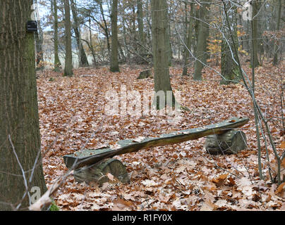 Nuthetal, Allemagne. 12Th Nov, 2018. Il y a une banque de Friedwald près de Nuthetal. L'enterrement dans les zones forestières spécialement désignées, offre une alternative à l'enfouissement classique dans le cimetière. Crédit : Bernd Settnik/dpa-Zentralbild/dpa/Alamy Live News Banque D'Images