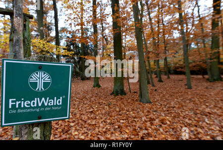 Nuthetal, Allemagne. 12Th Nov, 2018. Vue à l'Friedwald près de Nuthetal. L'enterrement dans les zones forestières spécialement désignées, offre une alternative à l'enfouissement classique dans le cimetière. Crédit : Bernd Settnik/dpa-Zentralbild/dpa/Alamy Live News Banque D'Images