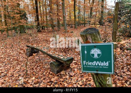 Nuthetal, Allemagne. 12Th Nov, 2018. Vue à l'Friedwald près de Nuthetal. L'enterrement dans les zones forestières spécialement désignées, offre une alternative à l'enfouissement classique dans le cimetière. Crédit : Bernd Settnik/dpa-Zentralbild/dpa/Alamy Live News Banque D'Images