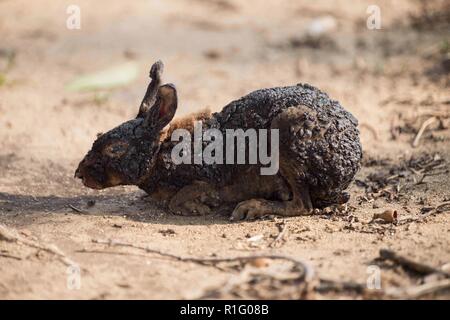 Malibu, Californie, USA. 12Th Nov, 2018. Un lapin souffrant de brûlures s'efforce de trouver la sécurité, comme l'incendie Woolsey continue à brûler. Crédit : Chris/Rusanowsky ZUMA Wire/Alamy Live News Banque D'Images