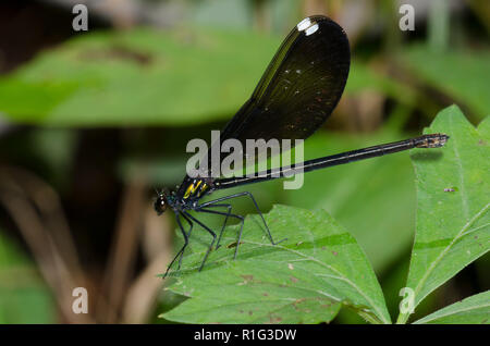 L'Ébène Jewelwing, Calopteryx maculata, femme Banque D'Images