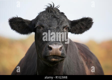 Visage de vache Black Angus de près à l'extérieur dans les pâturages sur une ferme Banque D'Images
