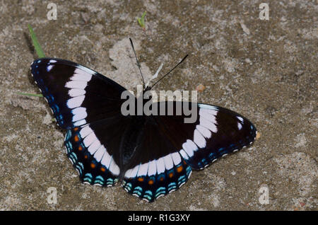 Admiral Limenitis arthemis, blanc, de boue-mares Banque D'Images