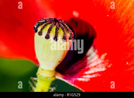 Gros plan du pavot d'Orient (Papaver orientale) capsule uniloculaire. Le disque stigmatique repose sur le dessus, et en dessous sont des pores à travers lesquels de minuscules déhiscent Banque D'Images