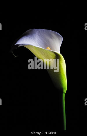 Calla Lily blanc fleur éclatante isolé sur fond noir Banque D'Images