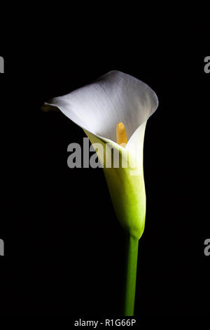 Calla Lily isolated on black Banque D'Images