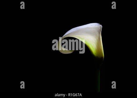 Calla Lily blanc isolé sur fond noir avec copie espace Banque D'Images