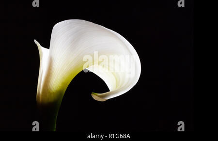 Vague blanche - calla lily flower isolated on black with copy space Banque D'Images