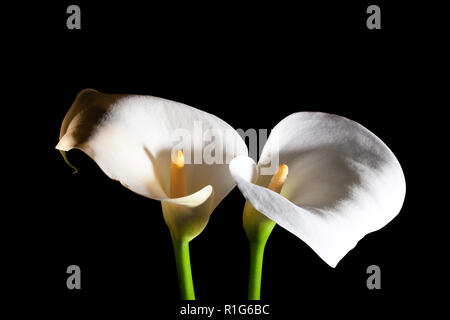 Deux lis calla blancs sur fond noir - Vue de dessus Banque D'Images