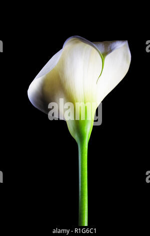 Fleur de lis calla - vertical shot isloated sur noir Banque D'Images