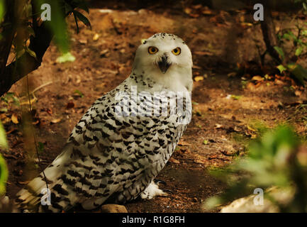 Une belle chouette blanche assis sur le sol entre les branches des arbres à feuilles caduques. Un hibou à la recherche sur l'appareil photo. Elle a des plumes noires et blanches. Banque D'Images