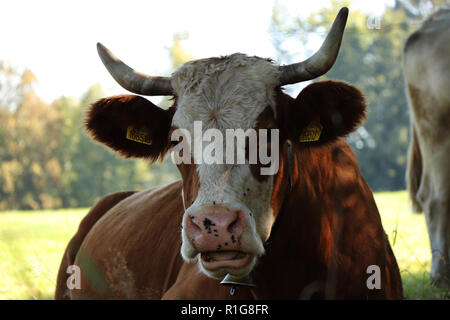 Un brun avec des cornes de bovins se détendre au milieu de la prairie en journée chaude en été. Vache en attente de propriétaire et à la recherche sur l'appareil-photo. Banque D'Images