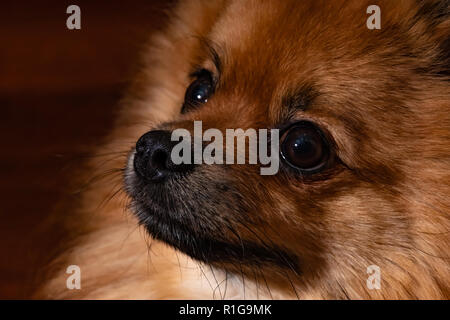 La couleur de la fourrure noire et brune . mignon chien pomeranian . close up jeune chiot 2018 Banque D'Images