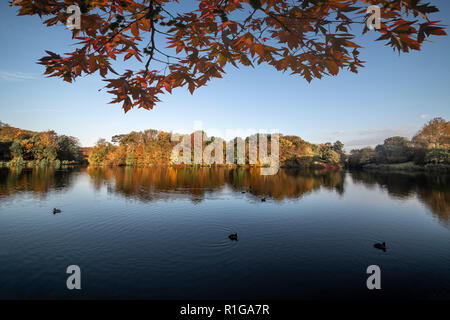 Les oiseaux sur les arbres portant des feuilles d'automne couleur reflétée sur l'eau calme Banque D'Images