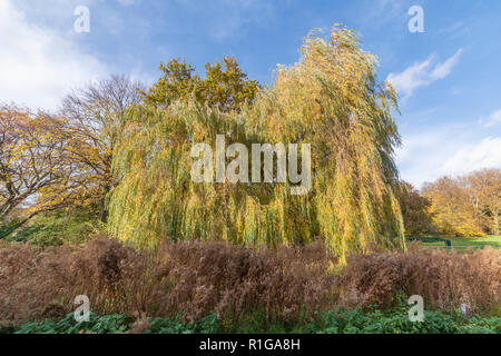 Arbre doré avec des feuilles de couleur orange qui tombe sur le sol dans la saison d'automne imbriqués pour le calme de l'eau du canal, Salix babylonica Banque D'Images