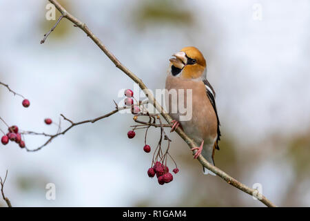 Coccothraustes coccothraustes Hawfinch ; manger unique ; Cornwall UK Banque D'Images