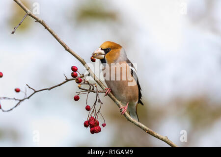 Coccothraustes coccothraustes Hawfinch ; manger unique ; Cornwall UK Banque D'Images