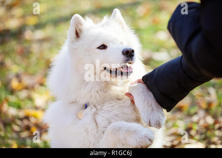 Heureux samoyède chien patte donnant au propriétaire du parc en automne Banque D'Images