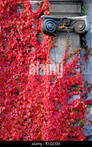 Automne rouge plante vigne sur la construction de mur, Cambridge, Angleterre Banque D'Images