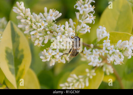 Bee-fly assis sur un plan macro de petites fleurs blanches. Banque D'Images