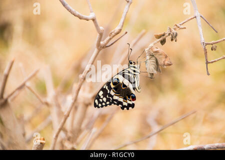 Citrus swallowtail Butterfly assis sur une fleur entre branches pâle morte Banque D'Images