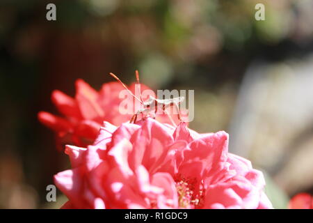Macro photo d'une Stink bug assis sur une rose rose avec un soleil éclatant. Banque D'Images