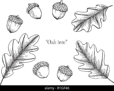Illustration dessin feuille de chêne à la main ligne dessinée l'art. Illustration de Vecteur
