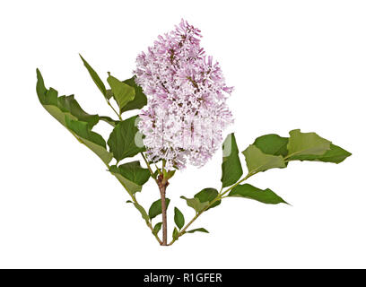 Fleurs pourpre clair de la Mandchourie ou cultivar nain lilas Miss Kim (Syringa patula) avec la sous-espèce pubescens printemps vert feuilles isolées Banque D'Images