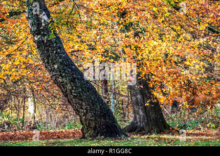 L'automne dans la forêt de Savernake dans le Wiltshire. Banque D'Images