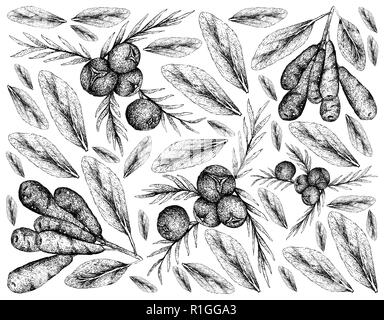 Petits fruits, Illustration de fond d'Esquisse dessinée à la main de baies de genévrier et Honeyberry Haskap, Berry ou fruits Lonicera caerulea isolated on White Banque D'Images